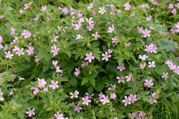 Pink flowers - biodiversity