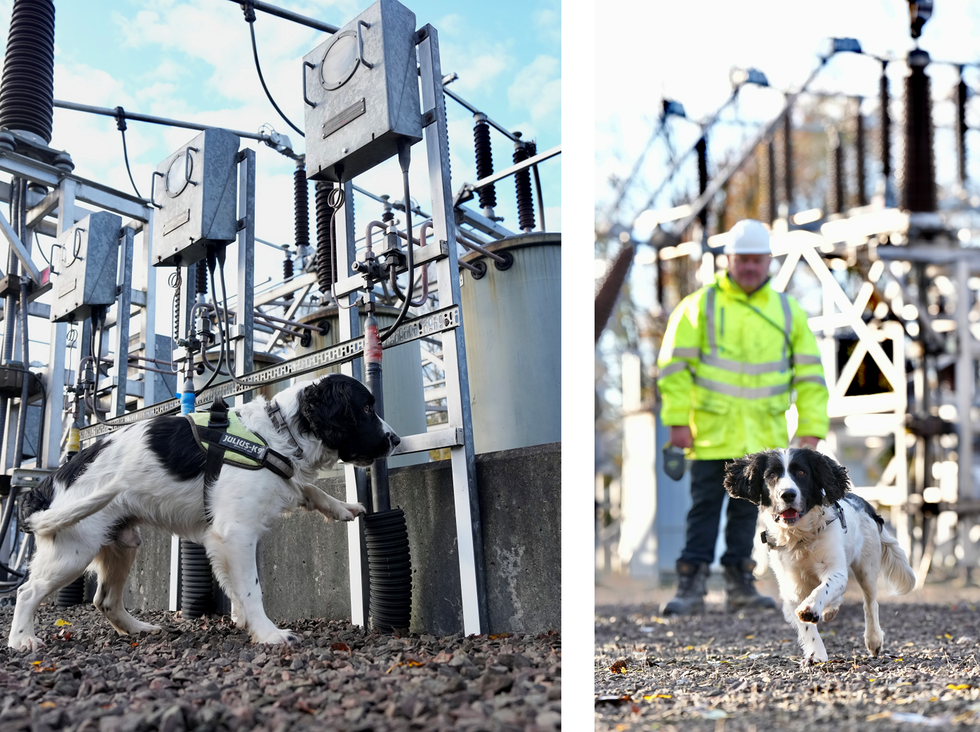 Jac sniffer dog collage - Nov 22