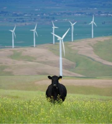 Decorative Photo of a black cow with wind turbines behind it